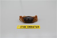 藏品(隆背大眼蟹)的圖片